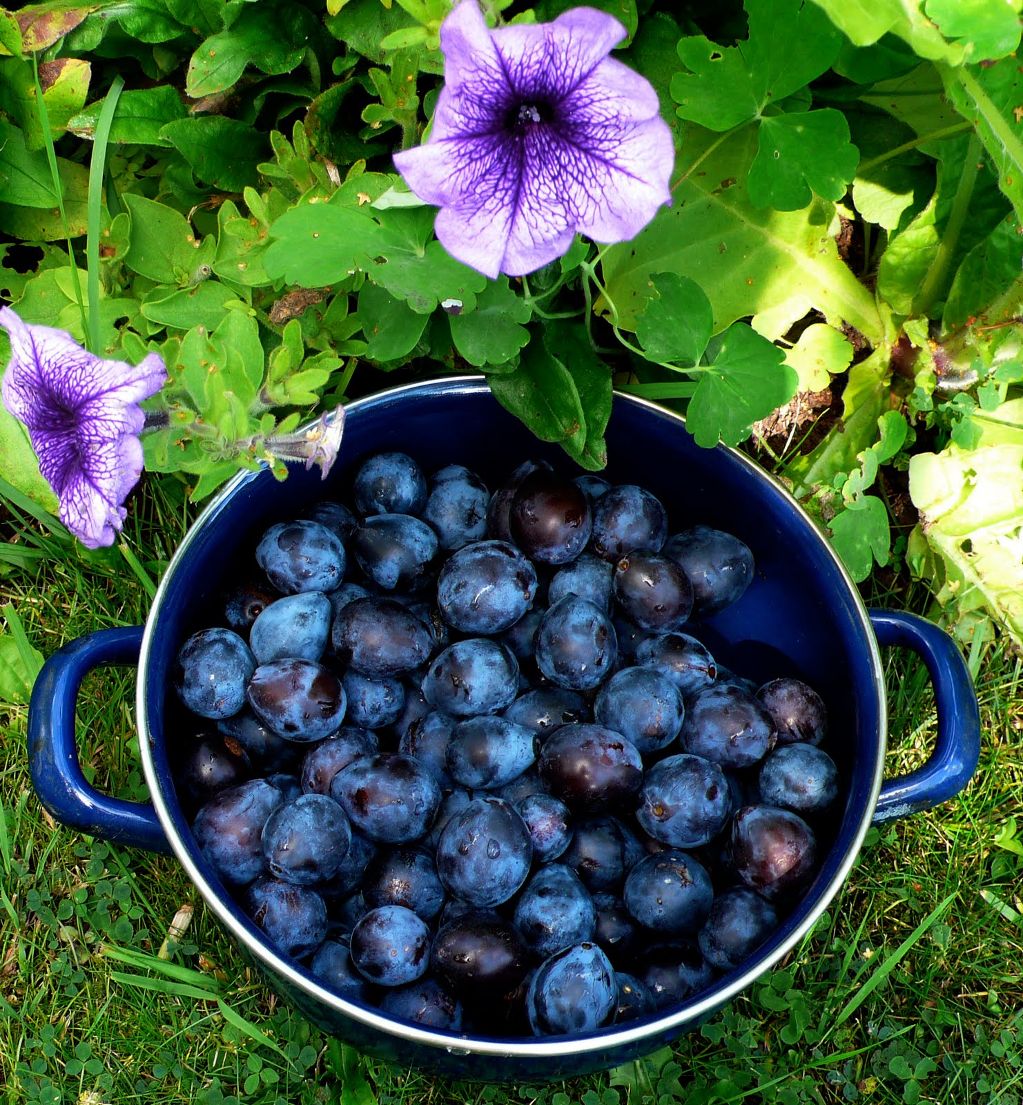 Share my Garden Blue onions