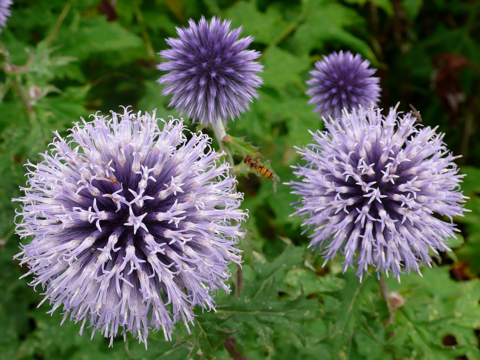 What Flowers Bloom In Late August at Miguel Marsh blog