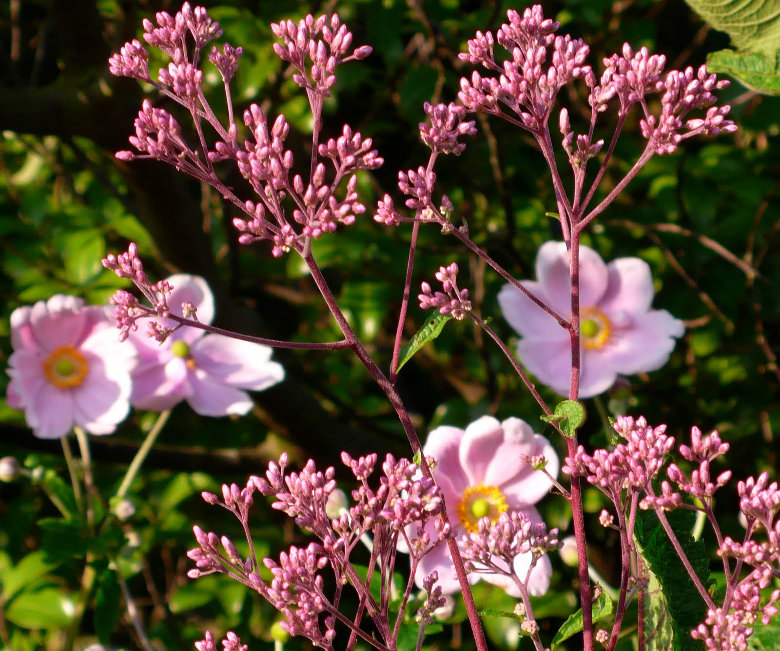 Share my Garden Late summer flowers