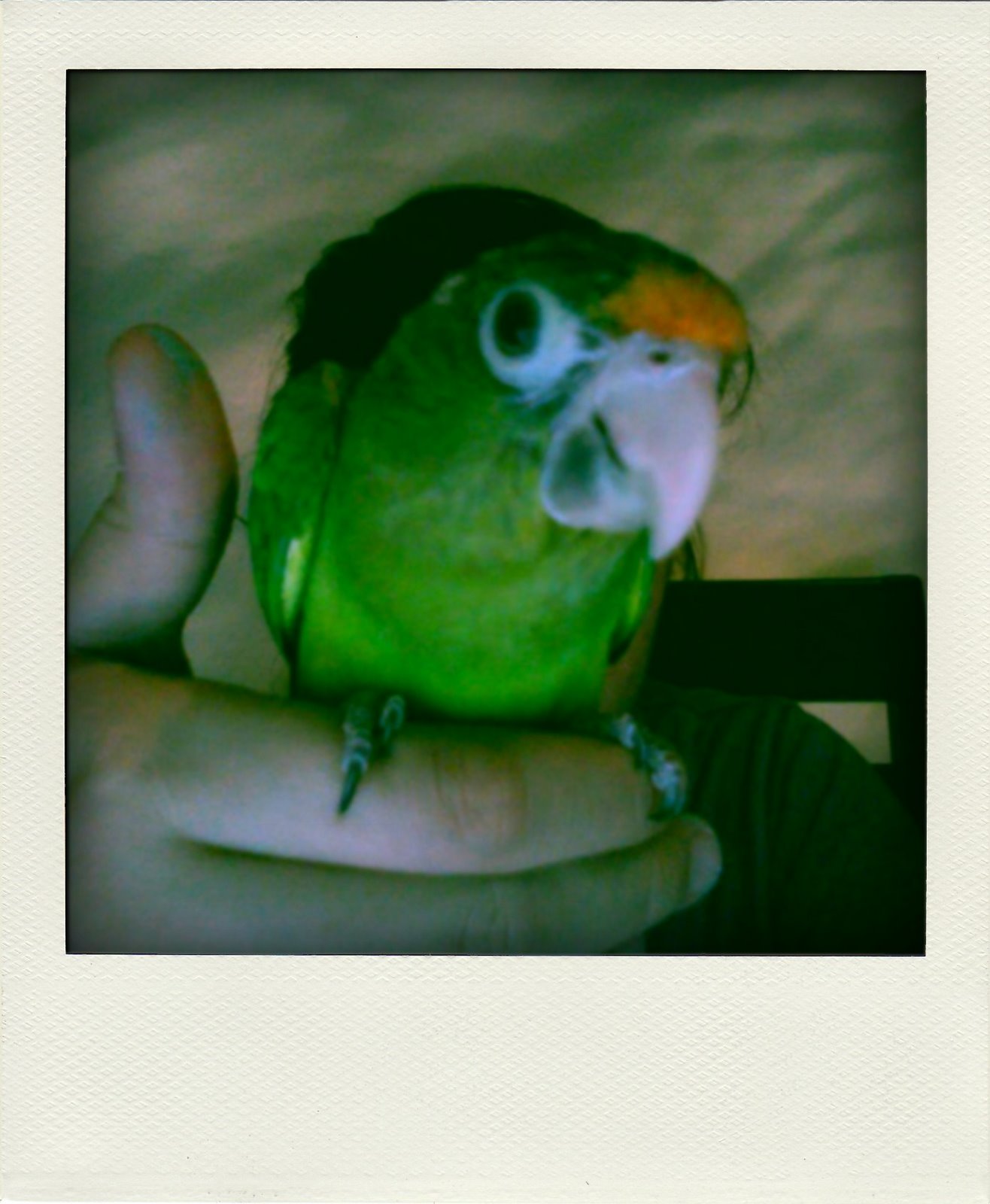 [Foto+47_2-pola.jpg]
