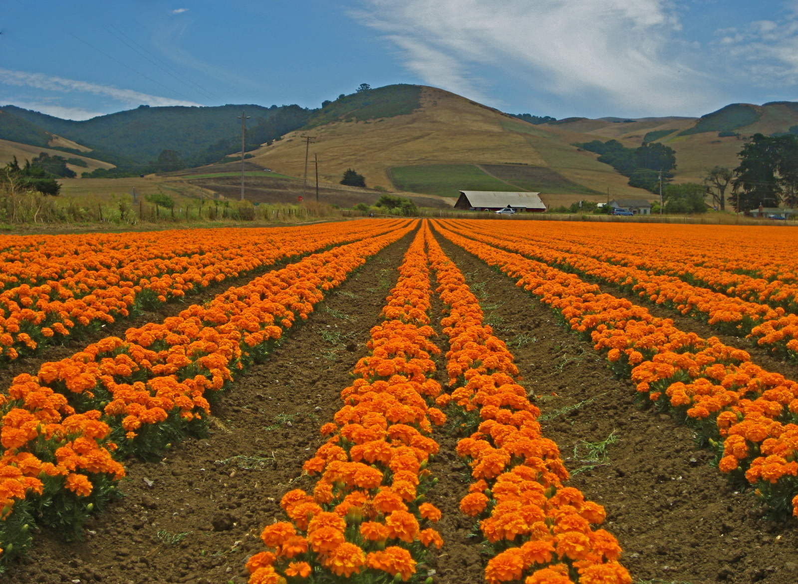Amuseandmuse CALIFORNIA MARIGOLDS