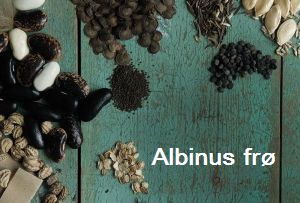 Albinus frø