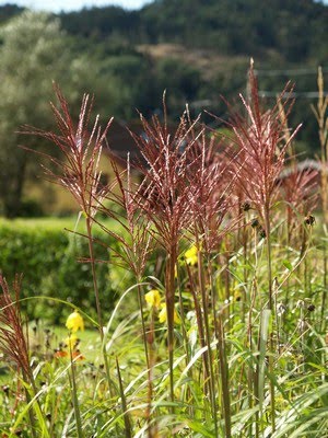 Miscanthus sinensis 'Rotfeder'