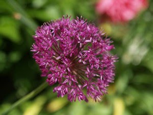 Allium - prydløk