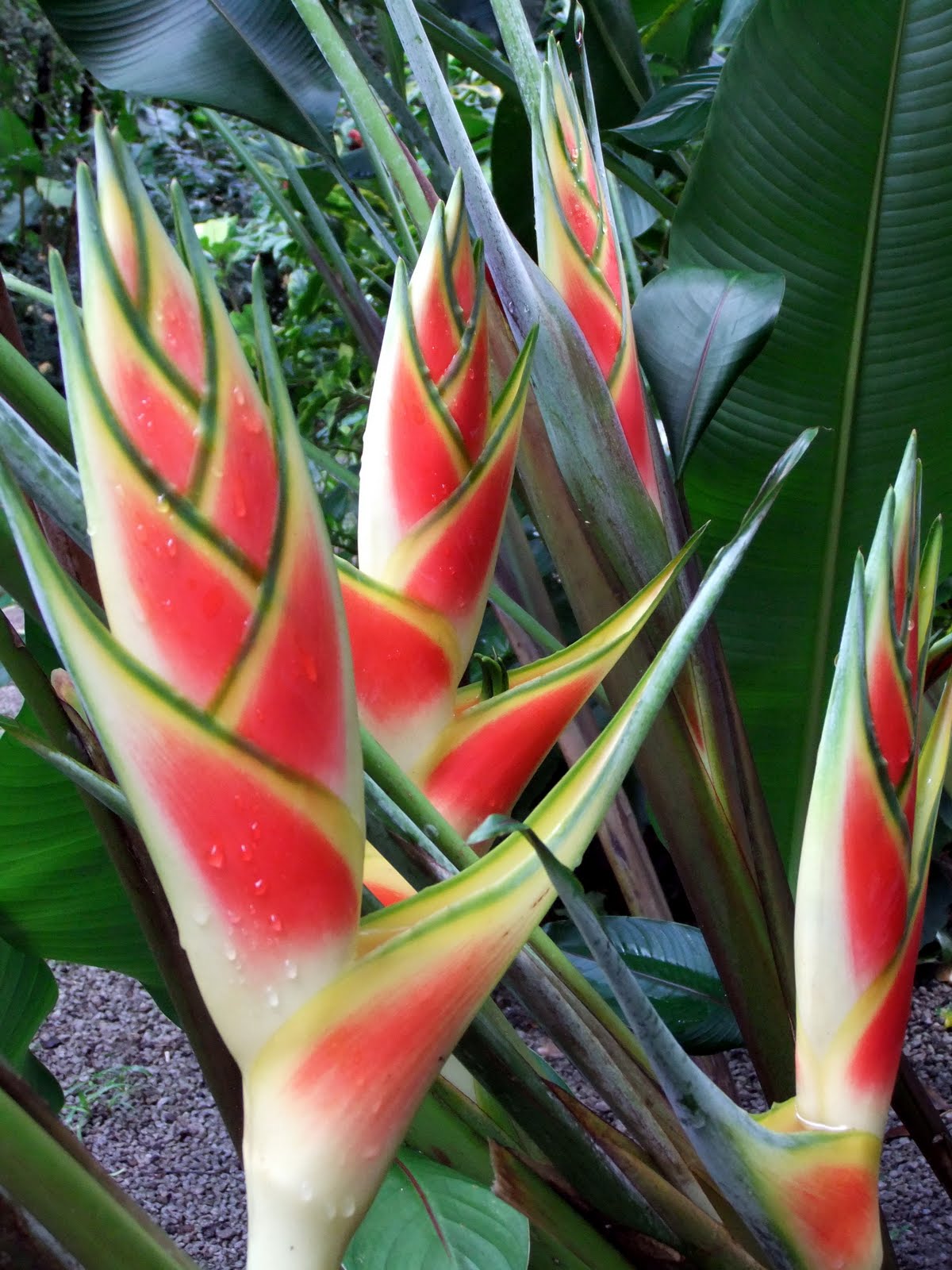 Islandscapes Flora of St. Lucia