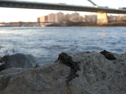 Excrementos de nutria bajo el nuevo puente del AVE en el barrio de las Fuentes, Zaragoza