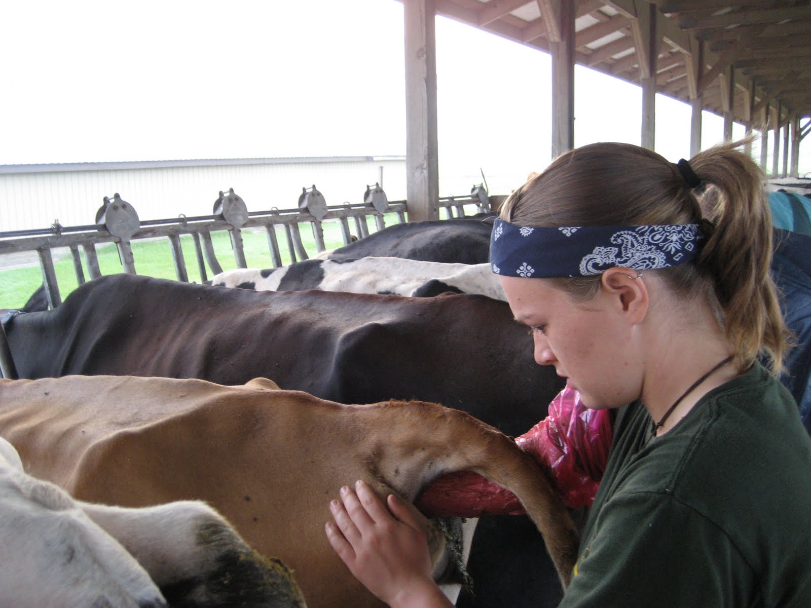 Summer of Dairy Cows and Sustainable Agriculture Pregnancy checks!