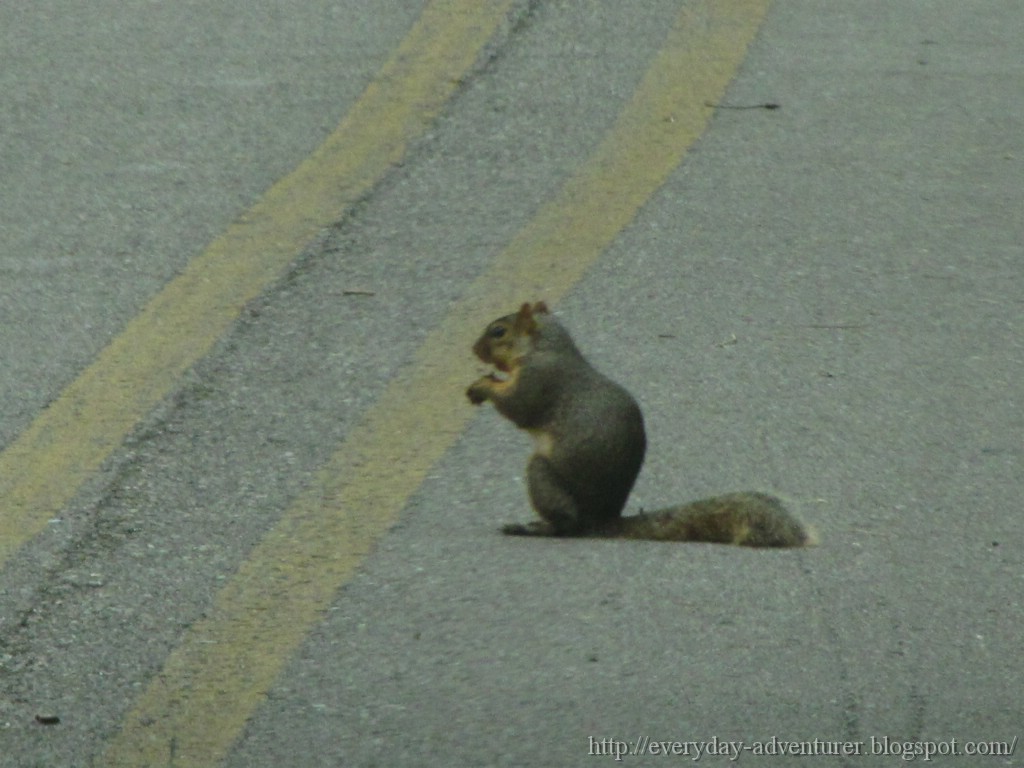 The Everyday Adventurer Squirrel On The Road