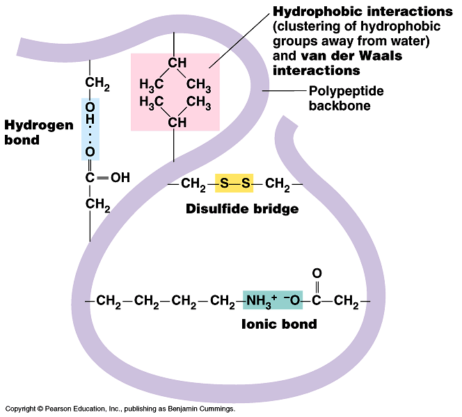 Enzyme structure and function