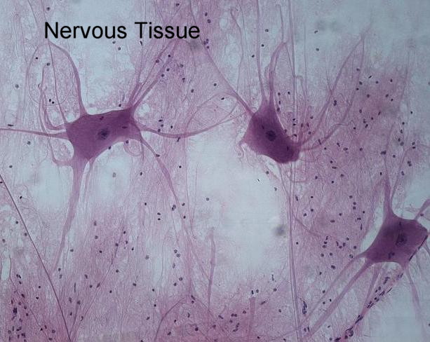 Nervous and Muscle tissue
