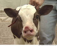 calf with two noses