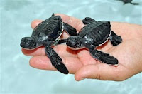 baby sea turtles