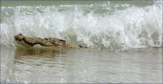 surfing crocodile