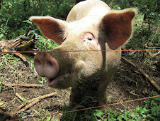 one of our lovely pigs