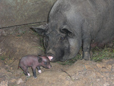 more pigs!