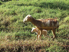 she had a little lamb
