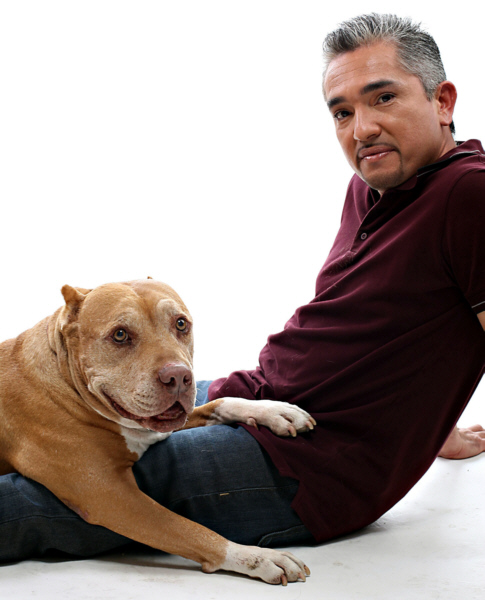 How Can I Get On The Dog Whisperer Show How Can I Get On The Dog Whisperer Show