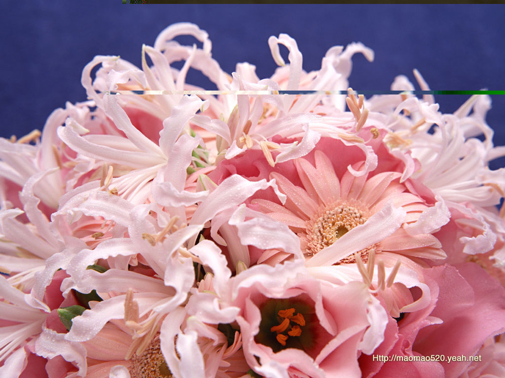 Free Wallpapers: FLOWERS