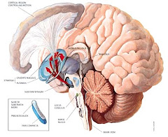 La matrice extracellulare e gli impulsi nervosi