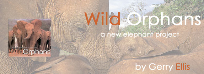 Wild Orphans baby elephant project