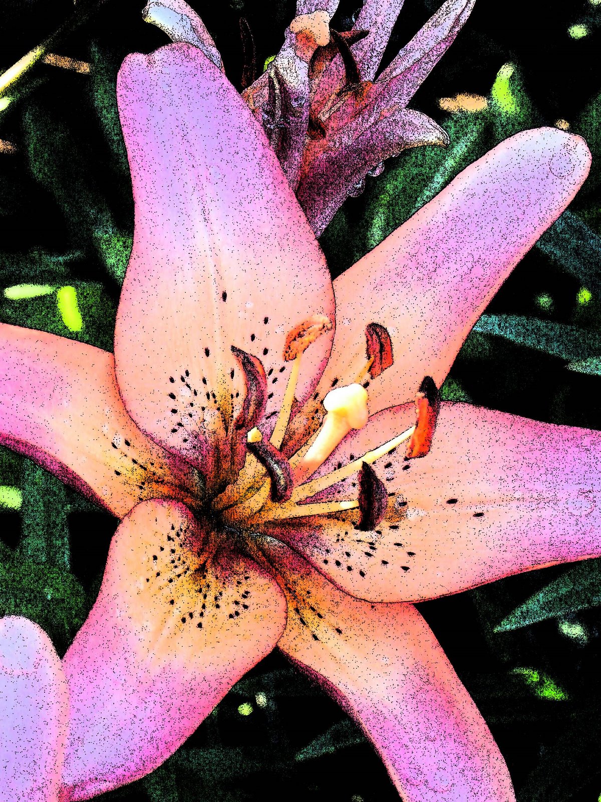 [pink+daylilly+2.jpg]