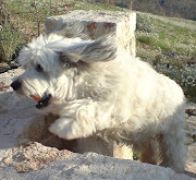 Wilf demonstrating the art of flying