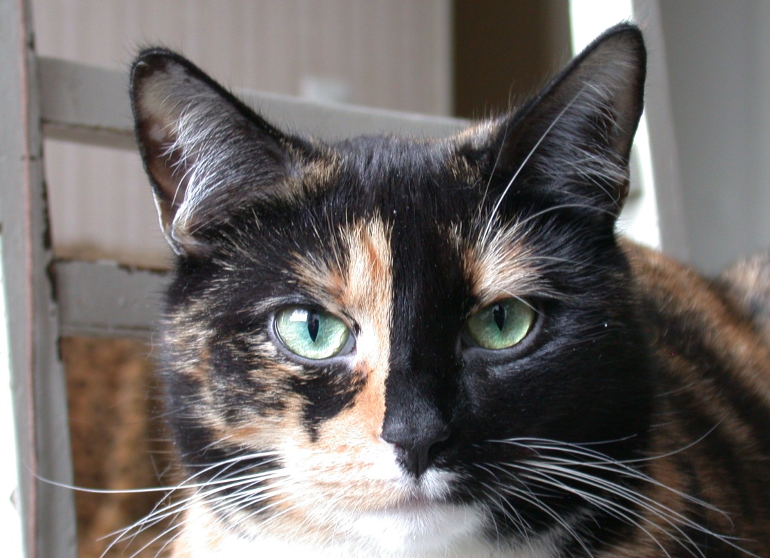[cat01-2009-1-8.jpg]