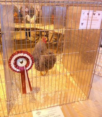 High+Peak+Poultry+Show%252C+Barred+Wyandotte%252C+Best+Wyandotte%252C+Best+Soft+Feather+Heavy+Bantam.JPG