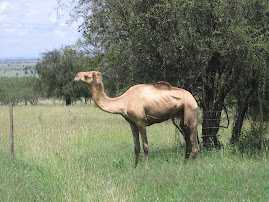 Lost Camel