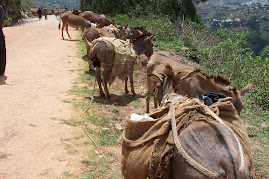 Donkey Waiting for their Load