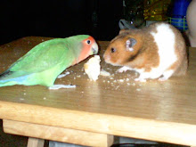 My pets