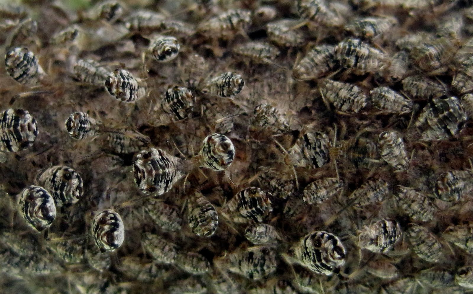 Garden Bytes from the Big Apple: nasty little buggers