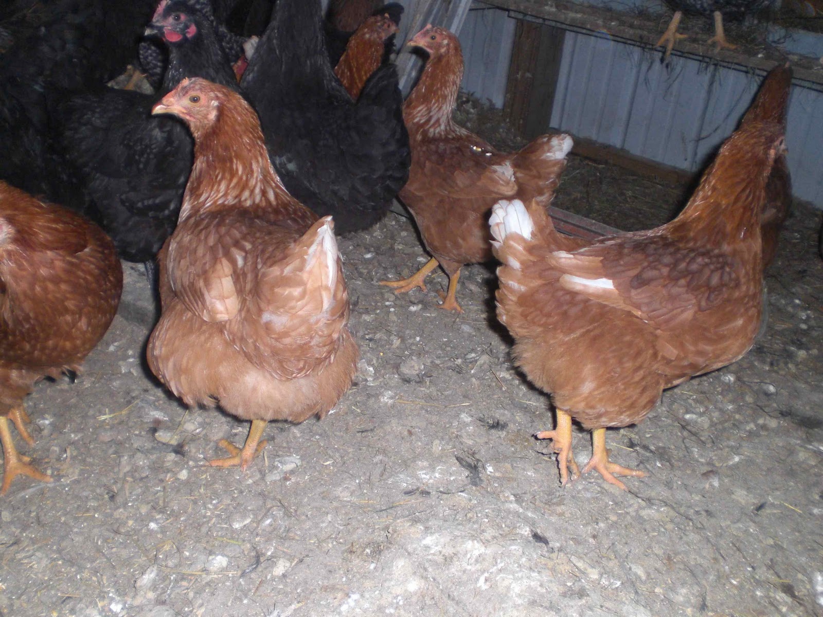 gardening in the boroughs of nyc Feeding the Chickens