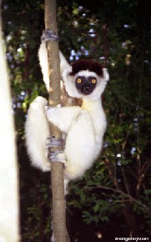 WHAT KIND OF COTON IS THAT???It's a Verreaux's Sifaka Lemur from Madagascar!