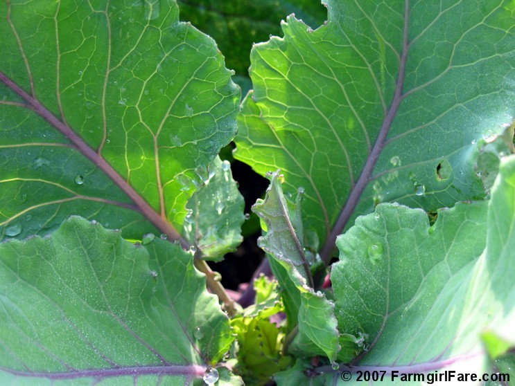 Farmgirl Fare Recipe What To Do With Kohlrabi? Purée It!