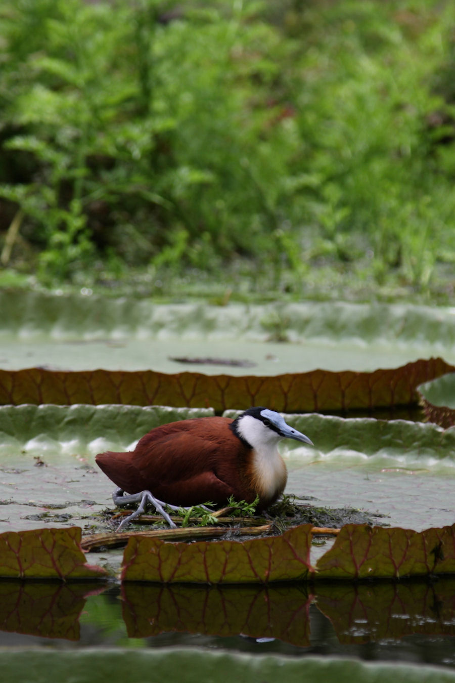 Life With A Camera 掛川花鳥園のスイレン 3