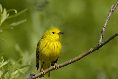 New Mexico Birds: What's in a Name: Wood Warblers