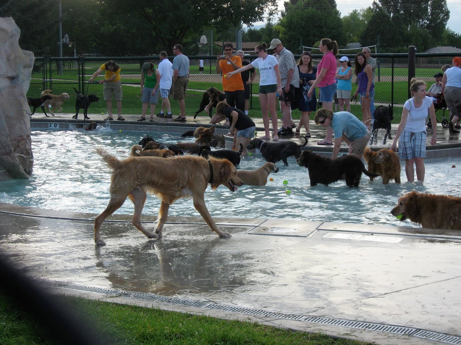Observations about Longmont, Colorado Dog Day at Kanemoto Park Pool