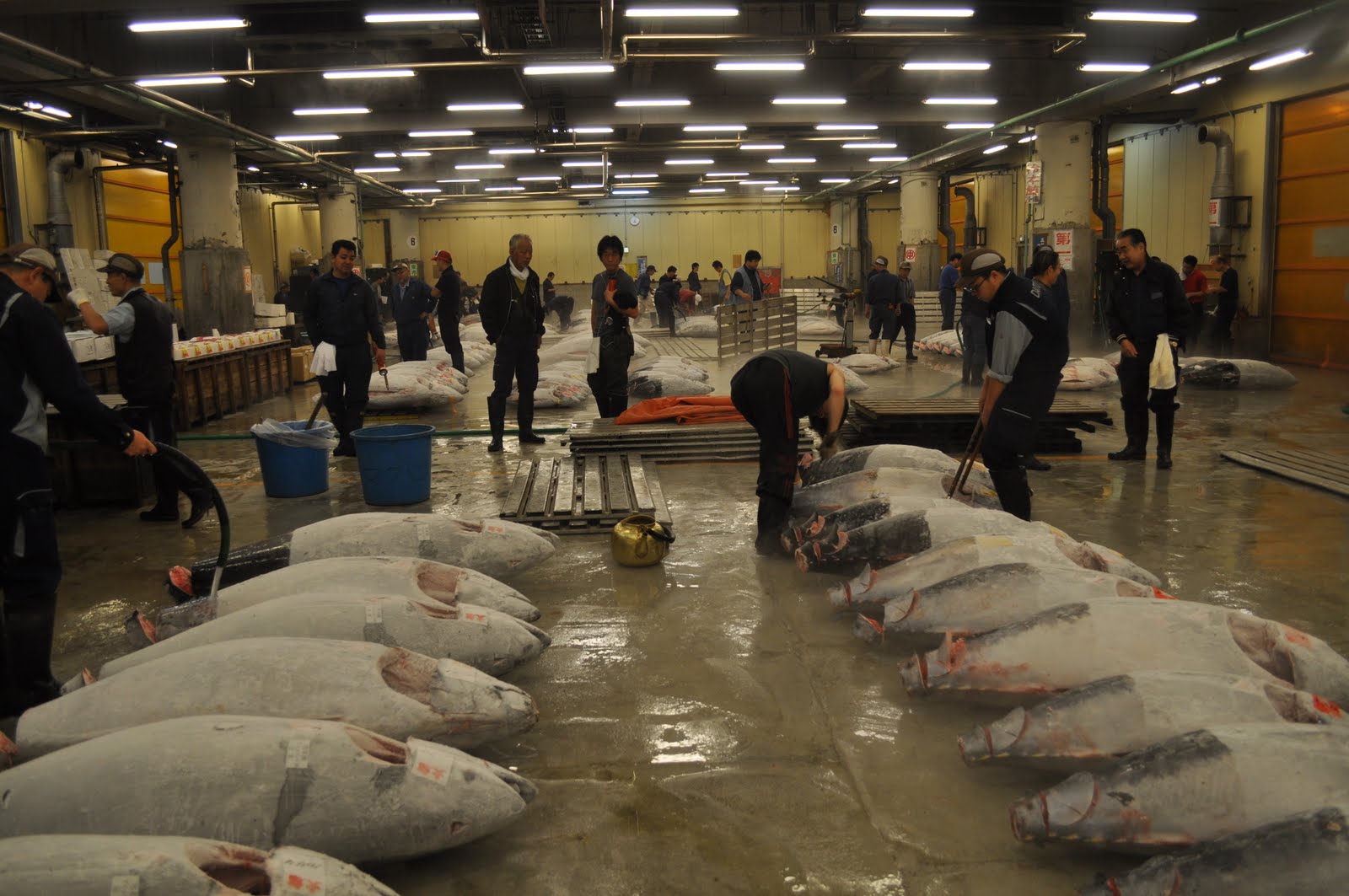 Exploring Japan The Tokyo Wholesale Fishmarket, Tsukiji
