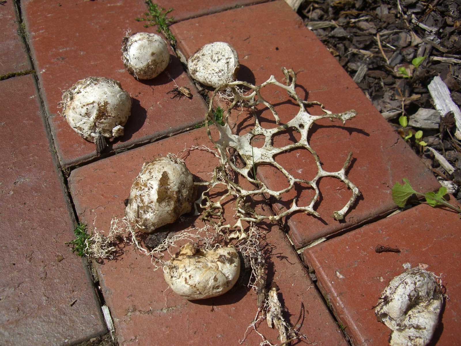 SEMI EXPAT IN OZ Snake eggs in the garden beds!