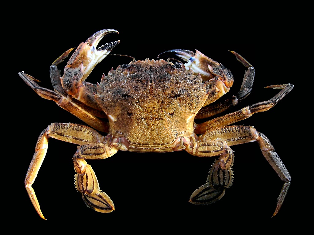 Islay Natural History Trust Velvet Swimming Crab (Necora puber)