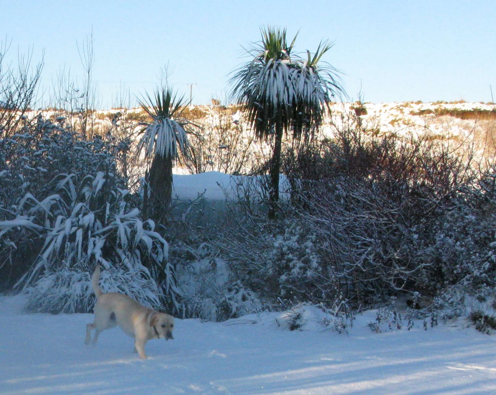 Islay Natural History Trust Gardening on Islay