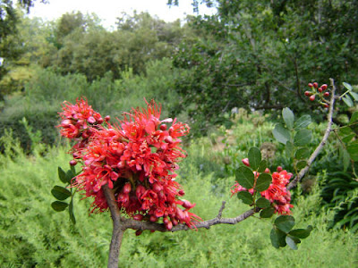 Drzewo weeping boer bean spotkany w Parku Krugera, RPA