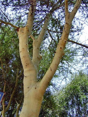 Pień drzewa fever tree pokryty żółtym pudrem