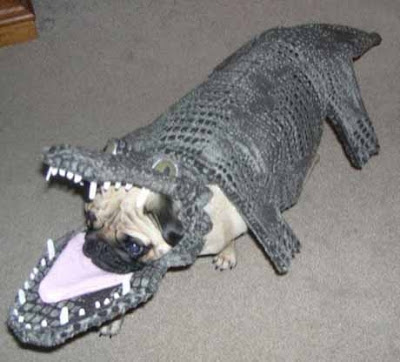 funny costume. Dogs in funny costume - 10