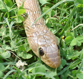 Banded Racer | Argyrogena fasciolatus | Indian Animals