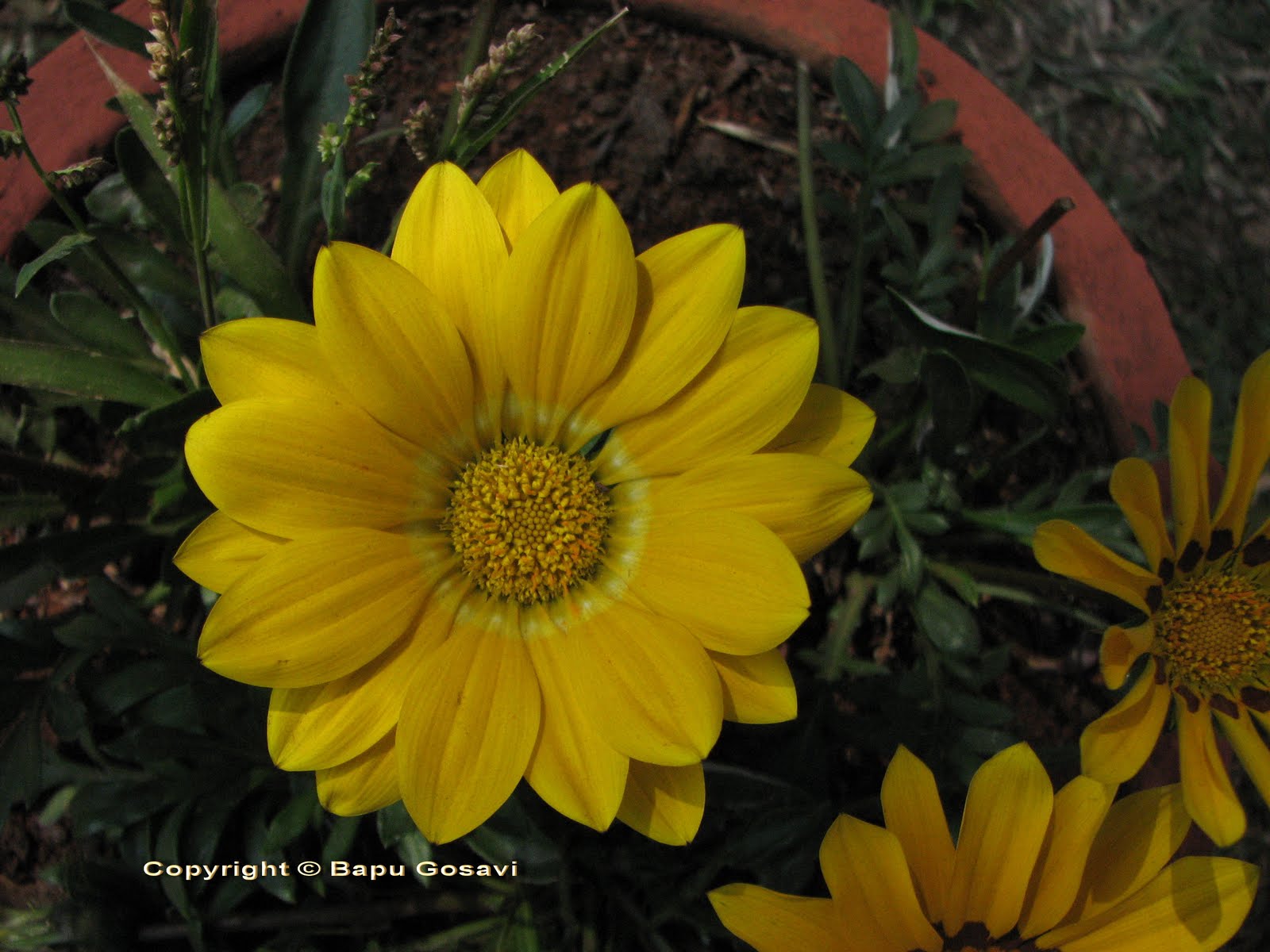 Gazania rigens Flowering Plants and Pictures