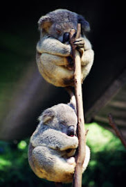 misie koala