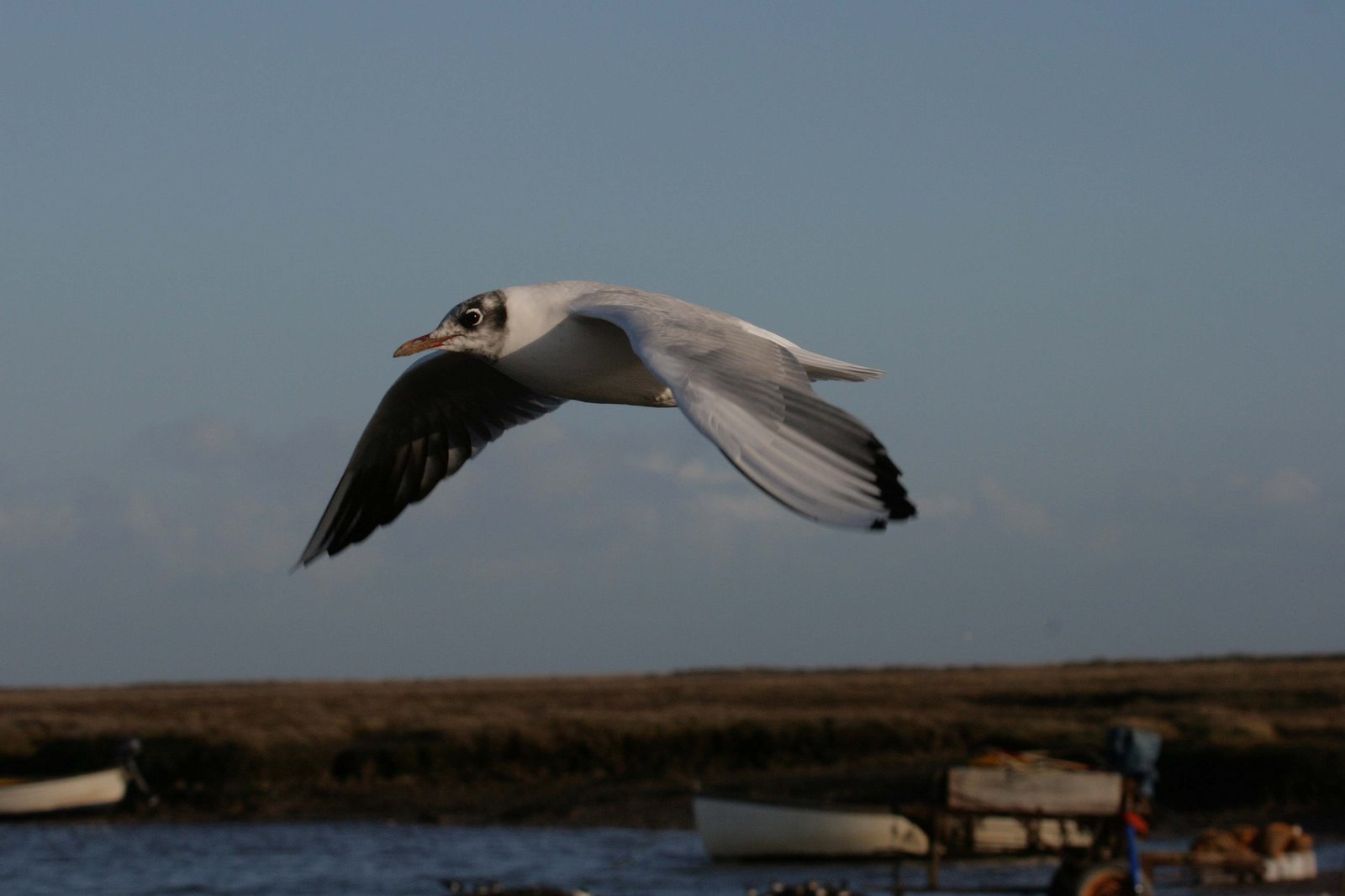 [BH+Gull+Brancaster+Staithe+1.jpg]