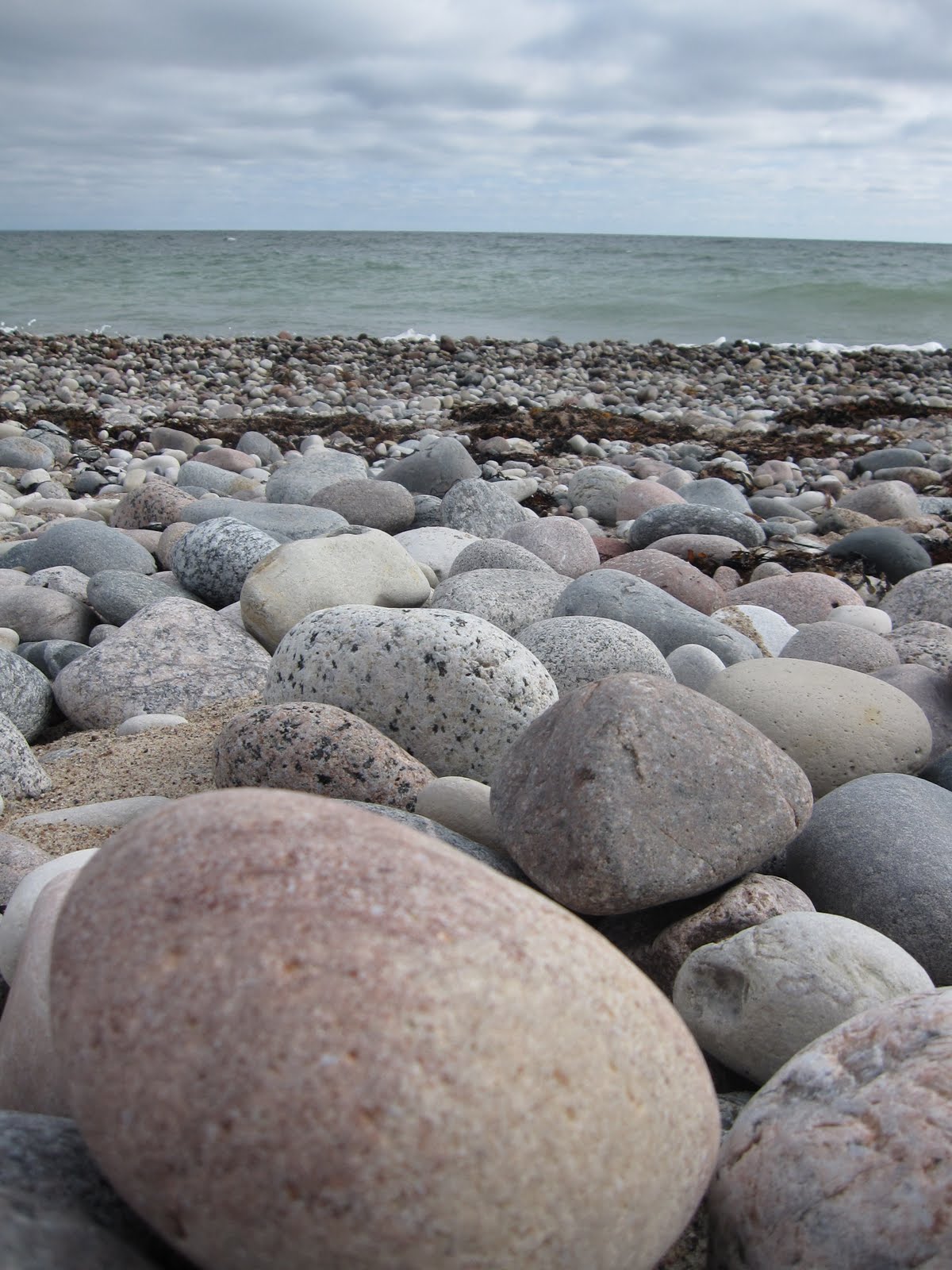 Blomlådan Gotska sandön